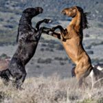 不羈小野馬,安頓在主裡:當 ENTP 遇上 7號