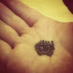 掌心裡一堆細小的芥菜種