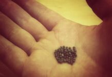 你心中的芥菜種——故事疊故事的敘事神學解讀 掌心裡一堆細小的芥菜種