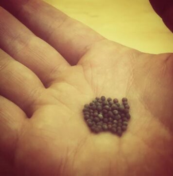 掌心裡一堆細小的芥菜種