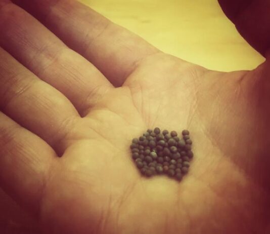 你心中的芥菜種——故事疊故事的敘事神學解讀 掌心裡一堆細小的芥菜種